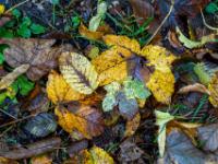 Ansammlung von herbstlichen Blättern am Boden